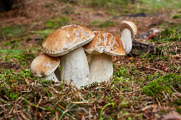 Image showing Boletus edulis. Fungus in the natural environment.