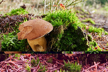 Image showing Imleria badia. Fungus in the natural environment.