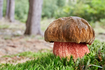 Image showing Neoboletus luridiformis in the natural environment