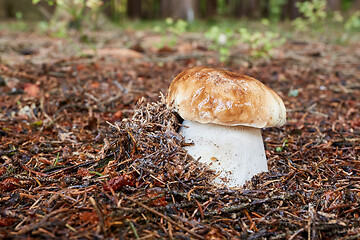 Image showing Boletus edulis. Fungus in the natural environment.