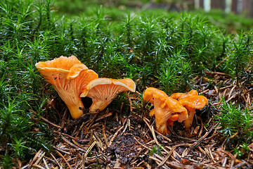Image showing Cantharellus cibarius in the natural environment.