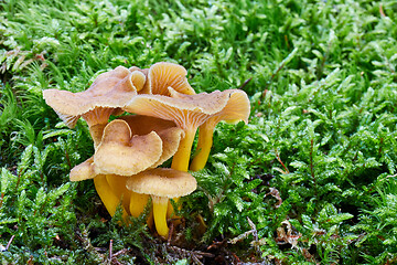 Image showing Craterellus tubaeformis in the natural environment