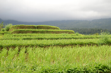 Image showing Beautiful Jatiluwih rice terraces in Bali