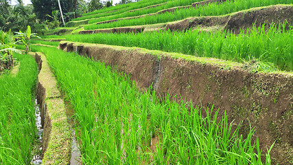 Image showing Jatiluwih rice terrace with sunny day in Ubud, Bali