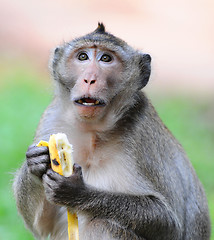 Image showing monkey