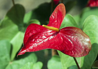 Image showing Anthurium or flamingo flower