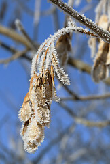 Image showing Tree branch covered with frost