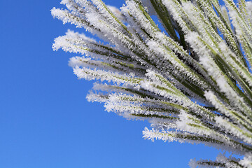 Image showing Pine-tree branch covered with frost