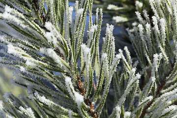 Image showing Pine-tree branch covered with frost