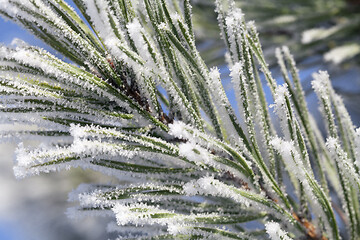 Image showing Pine-tree branch covered with frost