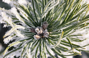 Image showing Pine-tree branch covered with frost