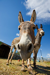 Image showing Donkey face