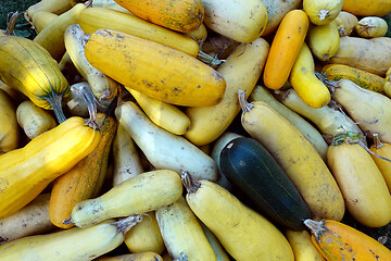 Image showing Bunch of zucchini lying on the ground