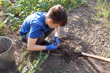 Image showing Boy harvests potatoes