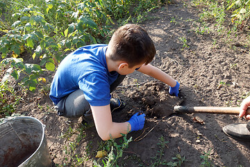 Image showing Boy harvests potatoes