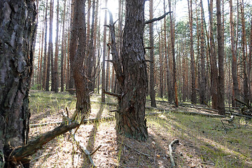 Image showing Pine forest trees
