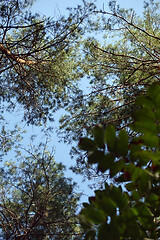 Image showing Pine forest trees