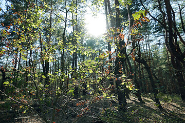 Image showing Pine forest trees