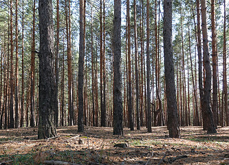 Image showing Pine forest trees