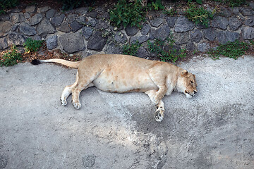 Image showing Lioness having the rest