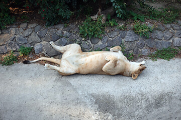 Image showing Lioness having the rest