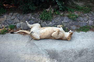 Image showing Lioness having the rest