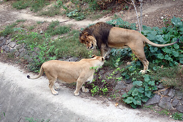 Image showing Lion and lioness look at each other