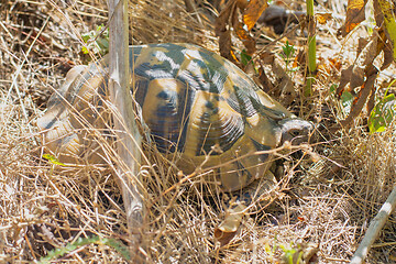 Image showing Nikolski\'s Mediterranean land turtle in natural habitat