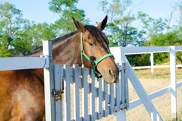 Image showing Horse stuck its head out of the paddock, warm sunny day