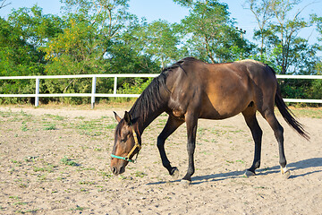 Image showing Lonely Horse walks in the paddock, sunny day