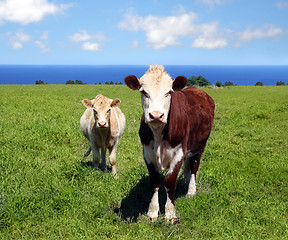 Image showing Cows on green grass