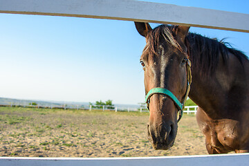 Image showing The horse\'s muzzle close-up, the horse alone walks along the paddock