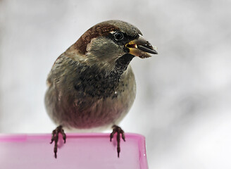 Image showing House Sparrow with Sunflower Seed