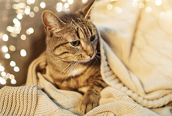 Image showing tabby cat lying on blanket at home in winter