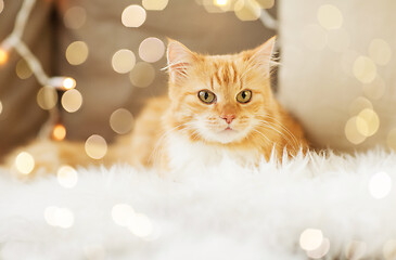 Image showing red tabby cat on sofa with sheepskin at home