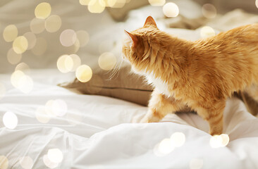 Image showing red tabby cat at home in bed