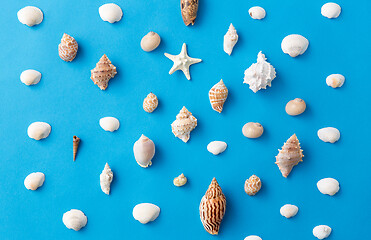 Image showing different sea shells on blue background