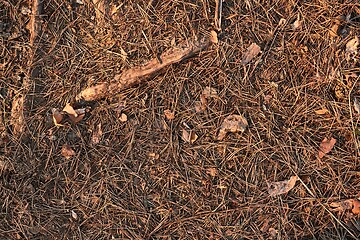 Image showing Acorn on the ground