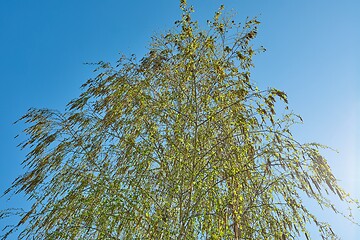 Image showing Spring Green Leaves