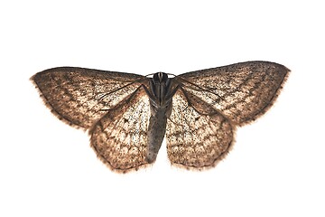 Image showing Moth with white background