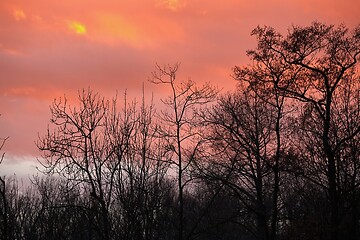 Image showing Bare trees silhouettes