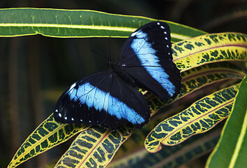 Image showing Blue morpho butterfly sitting on a green leaf