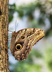 Image showing Caligo Eurilochus butterfly on a tree trunk