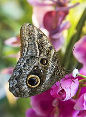 Image showing Caligo Eurilochus butterfly on a flower