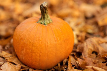 Image showing pumpkin on foliage at autumn park