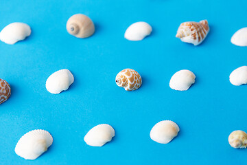 Image showing different sea shells on blue background