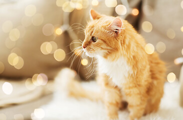 Image showing red tabby cat on sofa with sheepskin at home