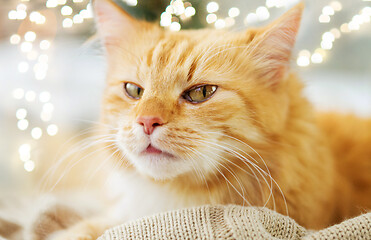 Image showing red tabby cat lying on blanket at home in winter