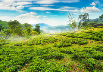 Image showing Tea fields of Nuwara Eliya