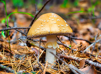 Image showing Yellow poisonous mushroom